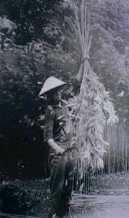 Hemp harvest in Miasa Mura, 
Nagano prefecture