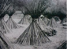 Yorihoshi: Drying the stems