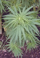 Young hemp plants (legally cultivated)