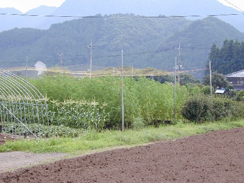 Legal hemp field in Tochigi prefecture (2000)